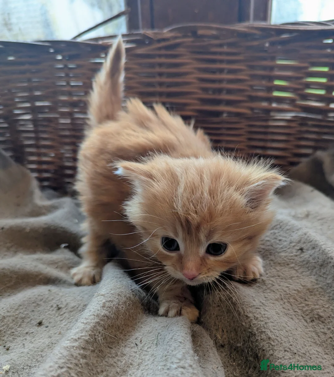 Domestic Shorthair cats for sale: Adorable kittens  - Advert 2