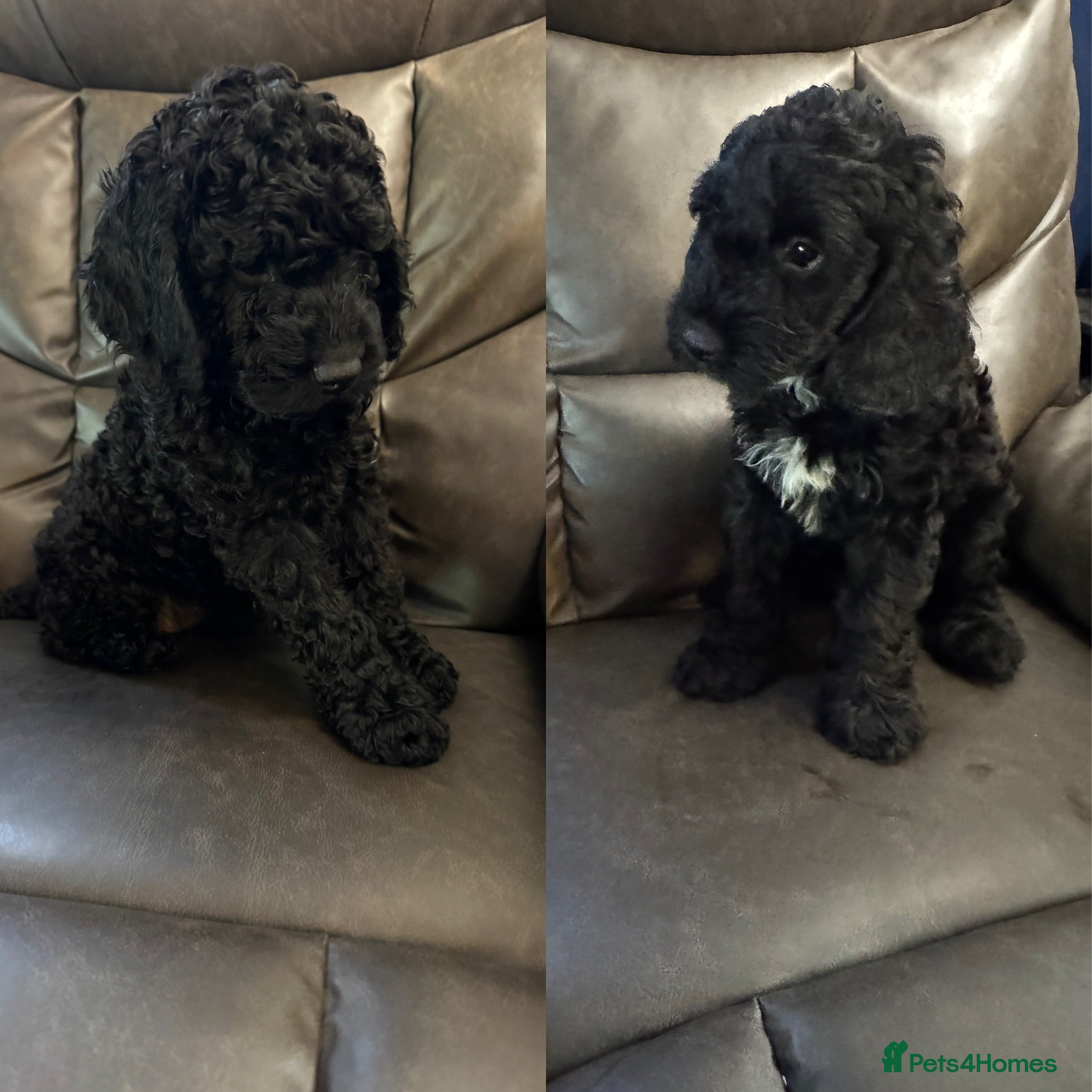 Cockapoo dogs 2 beautiful cockapoo puppies. Vaccinated & chipped - Advert 15