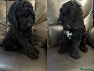 Cockapoo dogs 2 beautiful cockapoo puppies. Vaccinated & chipped - Advert 15