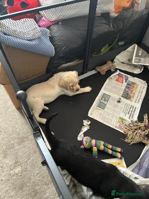 Labrador Retriever dogs Super Pedigree Labrador Puppies - Advert 21
