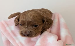 Cockapoo dogs for sale: Beautiful Cockapoo puppies 🐶 😍  - Image 12