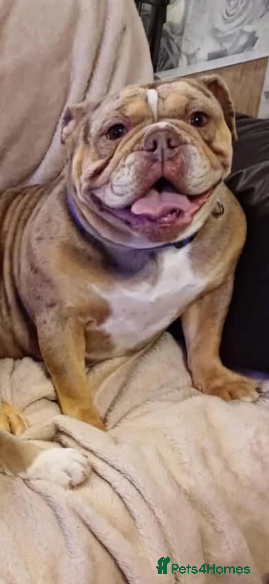 English Bulldog dogs for sale: English bulldog kc registered in Belper - Advert 5