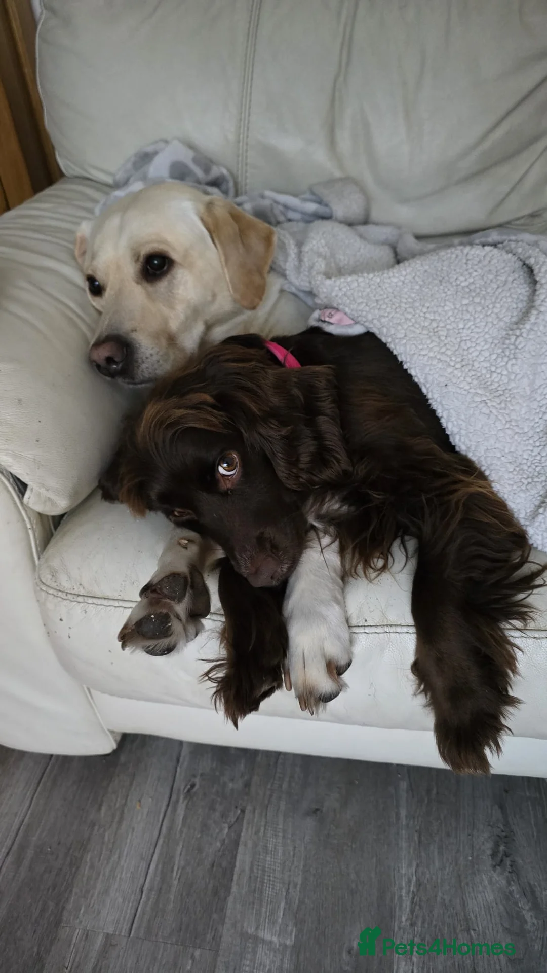 Cockerdor dogs for sale: The most loving Cockerdor/Spanador - Advert 38