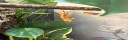 Gecko reptiles for sale: 3 female crested geckos in Liverpool - Advert 6