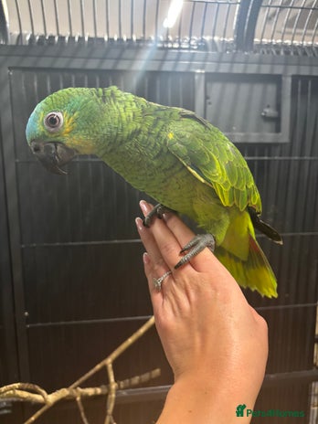 Parrots birds - Advert 2