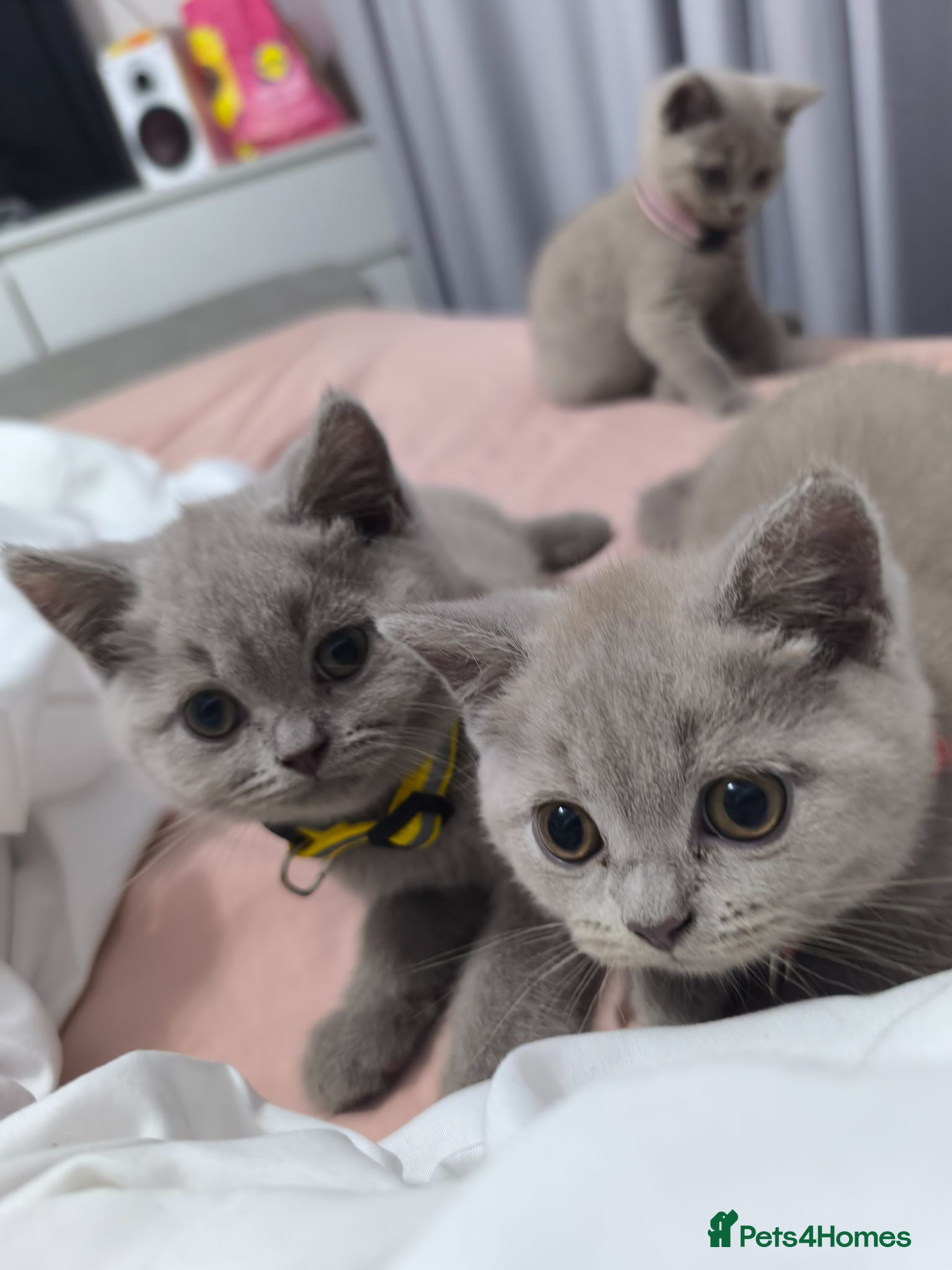 British Shorthair cats Stunning lilac kittens - Advert 10