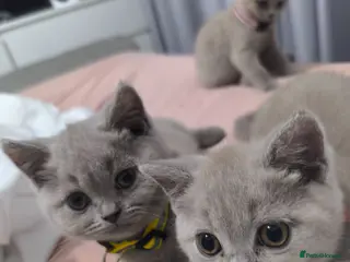 British Shorthair cats Stunning lilac kittens - Advert 10