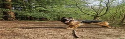 German Shepherd dogs for sale: Outstanding pedigree German Shepherd Girls  - Advert 7