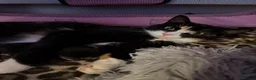 Mixed Breed cats for sale: Beautiful kittens for sale!  - Advert 6