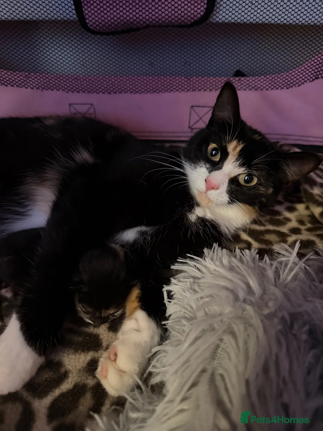 Mixed Breed cats for sale: Beautiful kittens for sale!  - Advert 6