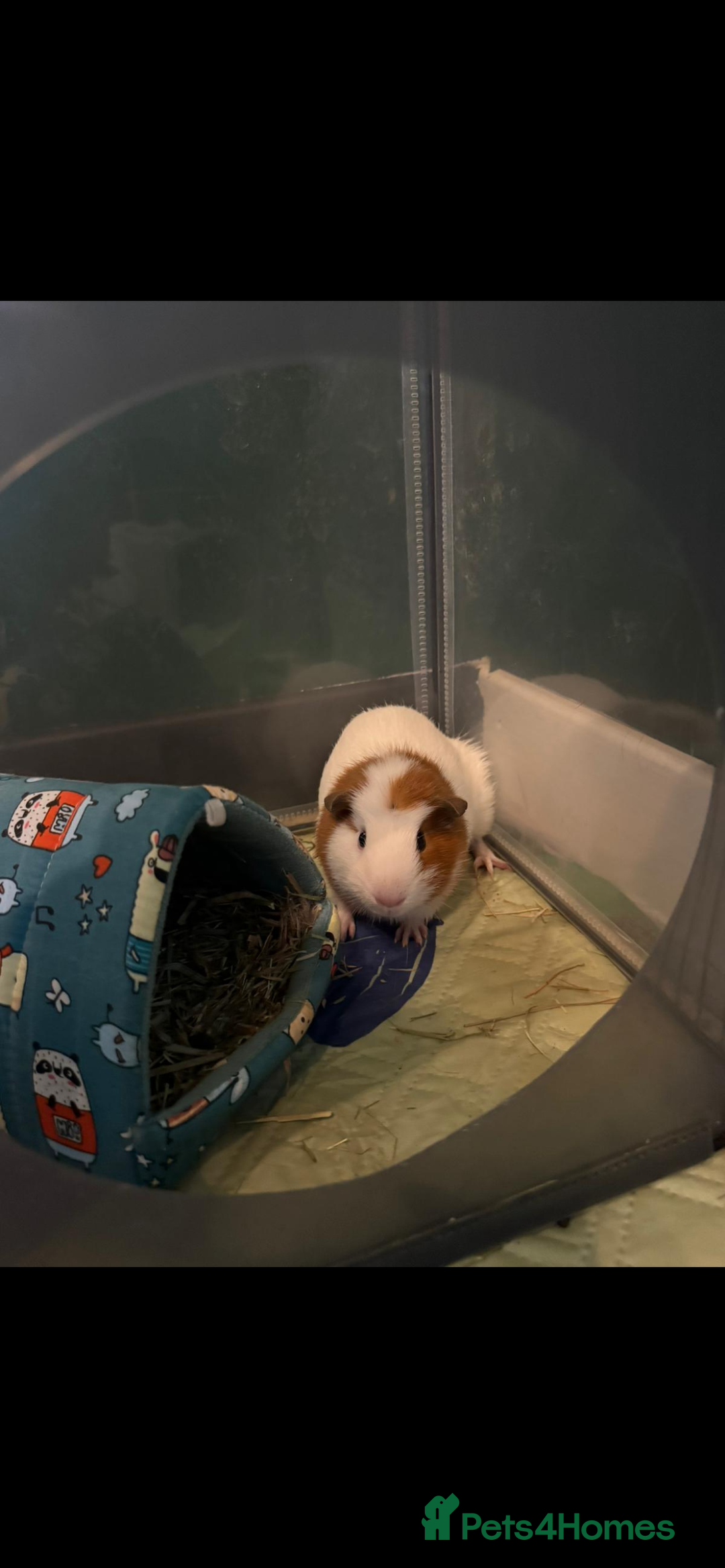 Guinea Pig rodents for sale: 2 x Male Guinea Pigs - Image 3