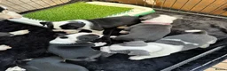 Mixed Breed dogs for sale: 7 American bulldog x French bulldog puppies  - Advert 9