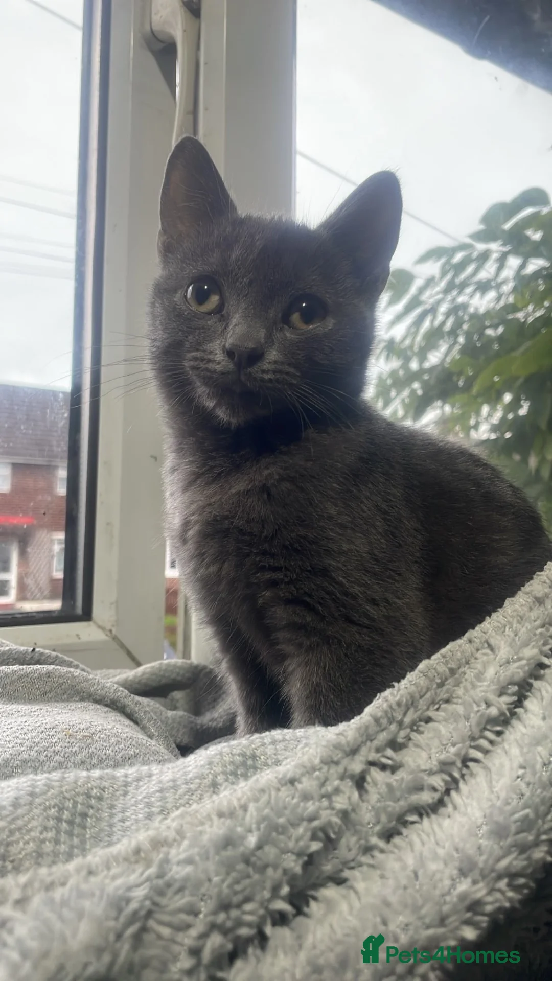 Mixed Breed cats for sale: 4 gorgeous British shorthair cross kittens - Advert 2
