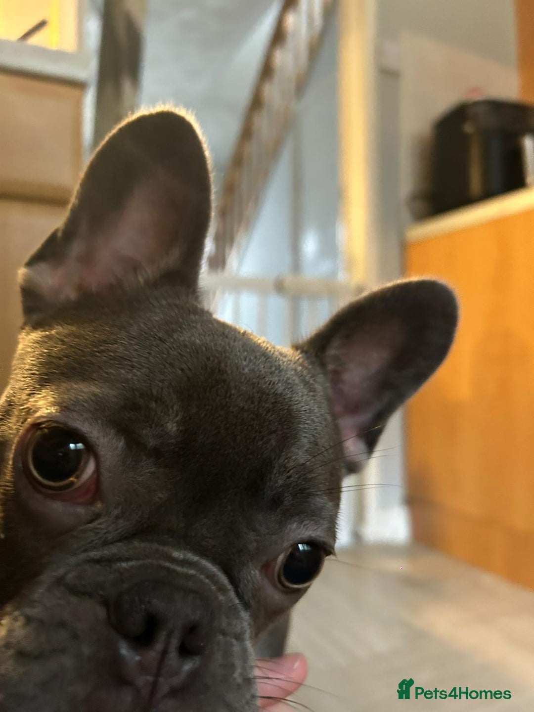 French Bulldog dogs for sale: French bulldog  - Advert 3