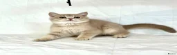 British Shorthair cats for sale: 🐾Purebred BSH Kittens🐾  in London - Advert 25