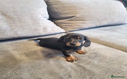 Dachshund dogs for sale: Red, Black and Tan puppies - Image 2