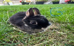 Netherland Dwarf rabbits for sale: Netherland Dwarf Rabbits For Sale  - Image 10