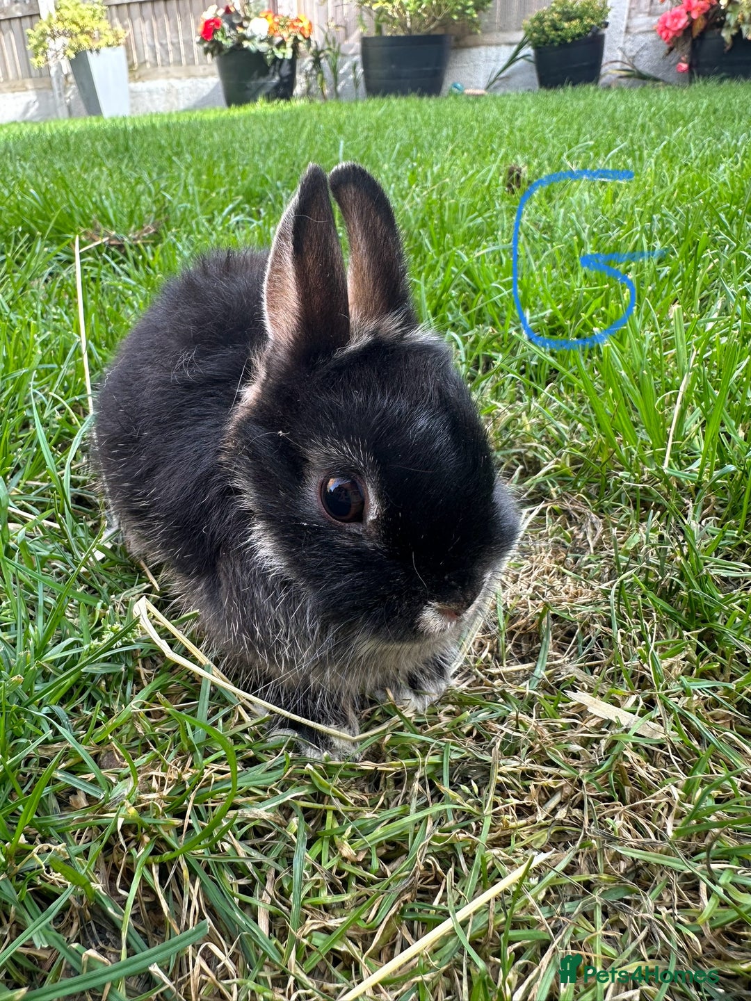 Netherland Dwarf rabbits for sale: Netherland Dwarf Rabbits For Sale  - Image 10