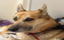 Shepsky dogs for sale: Urgent Rehoming – Loving Dog Needs Safe Home - Image 2