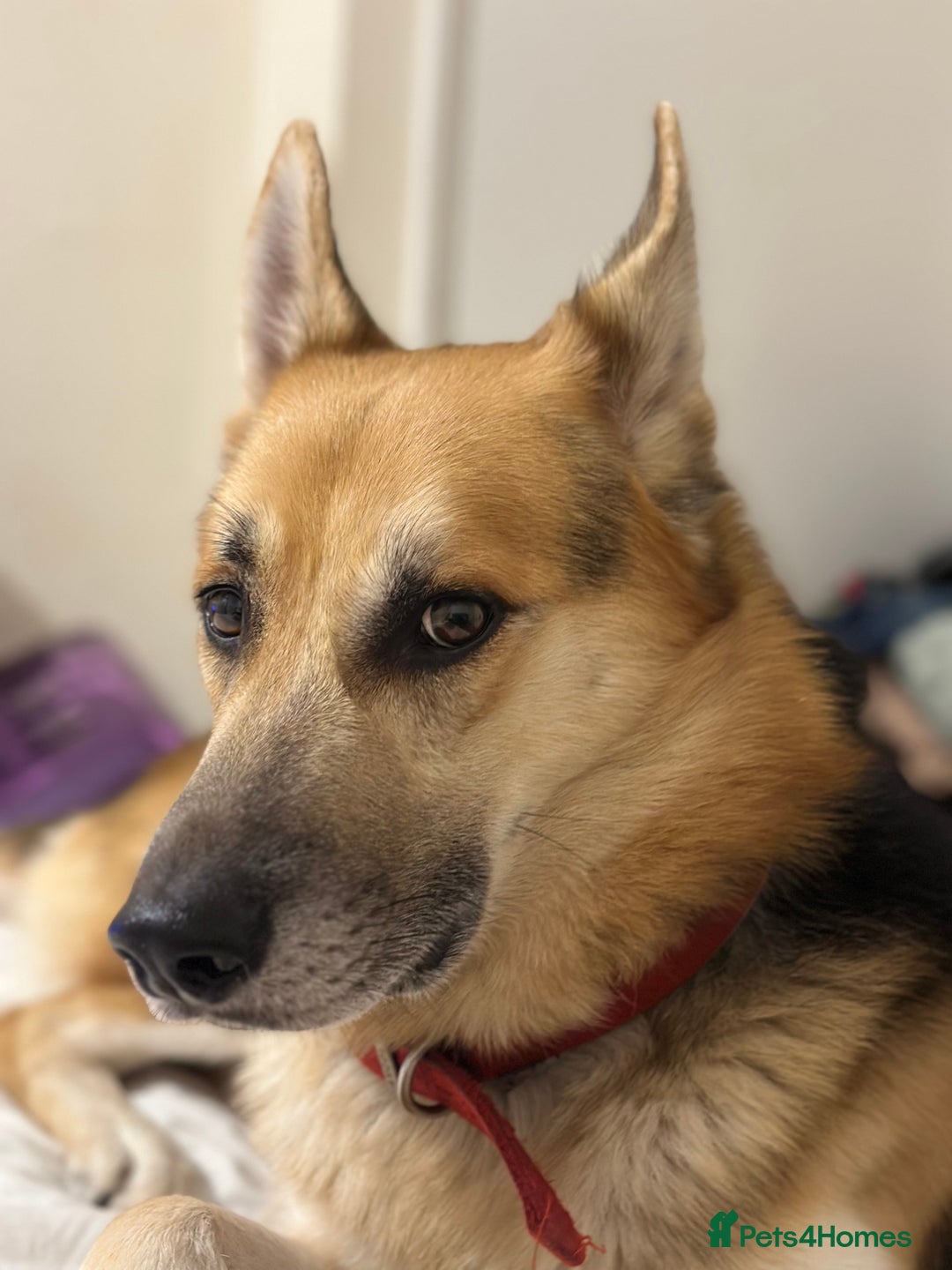 Shepsky dogs for sale: Urgent Rehoming – Loving Dog Needs Safe Home - Image 2
