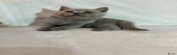 British Shorthair cats for sale: Stunning British Shorthair Lilac are available  - Advert 7