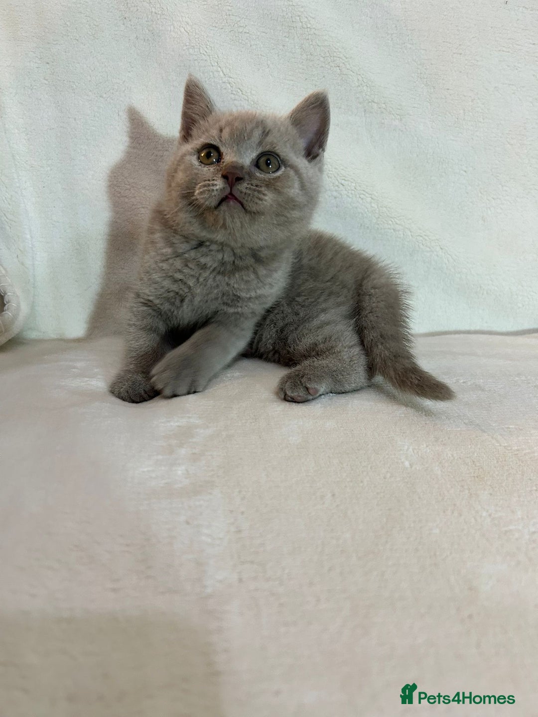 British Shorthair cats for sale: Stunning British Shorthair Lilac are available  - Advert 7