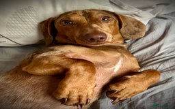 Dachshund dogs for stud: Extremely Handsome Dapple Dachshund - Advert 8