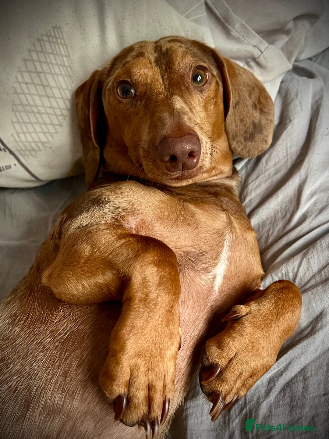 Dachshund dogs for stud: Extremely Handsome Dapple Dachshund - Advert 8
