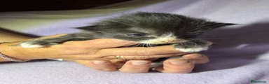 Mixed Breed Kitten 3
