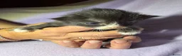 Mixed Breed cats for sale: 4 kittens for sale  in Loughborough - Advert 11