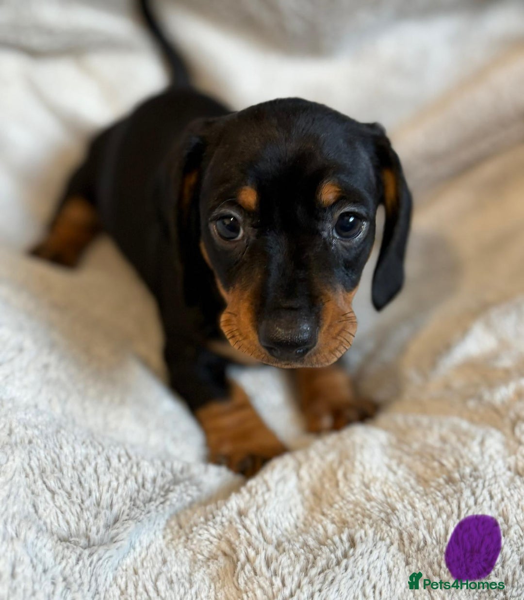 Miniature Dachshund dogs for sale: Adorable Miniature Dachshund Puppies - Image 26