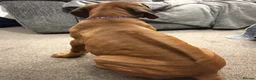 Rhodesian Ridgeback dogs for sale: Rhodesian Ridgeback puppies, health tested kc reg - Advert 7