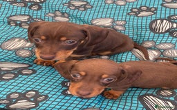 Dachshund dogs for sale: Dachshund puppies  - Image 6