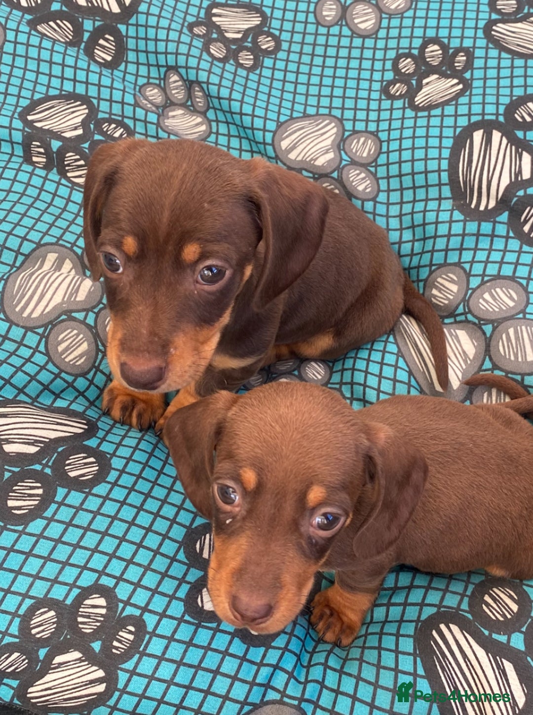 Dachshund dogs for sale: Dachshund puppies  - Image 6