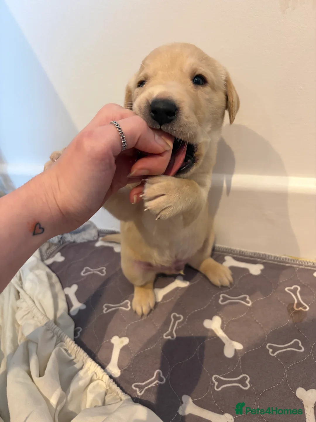 Labrador Retriever dogs for sale: Labrador Retriever Puppies 🐶  - Advert 12