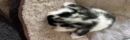 Mini Lop rabbits for sale: Mini lop pure bred babies - Advert 8