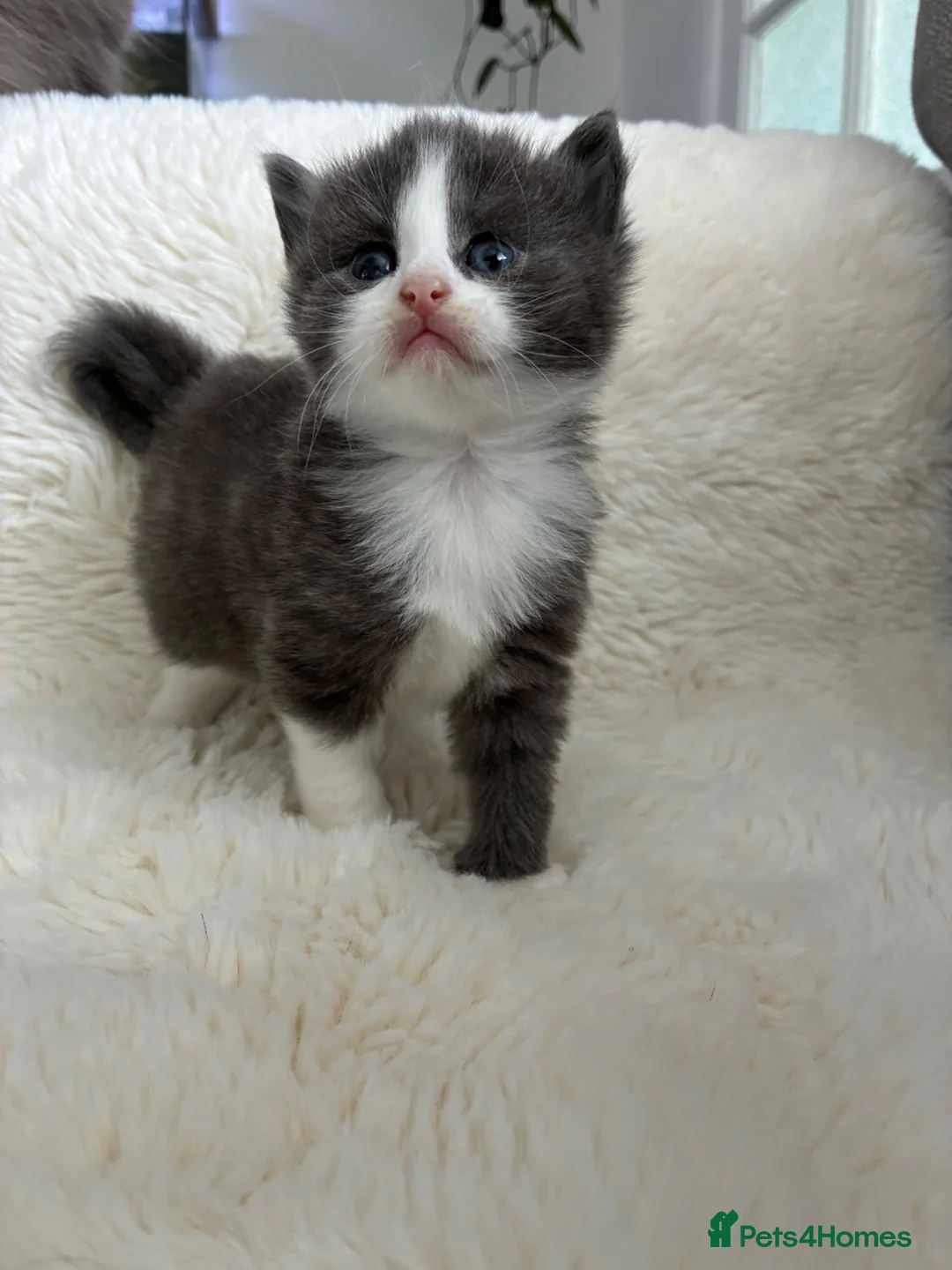 Norwegian Forest Cat cats for sale: Norwegian Forest Cat x Scottish Straight - Advert 2