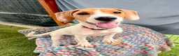 Mixed Breed dogs for adoption: Cute Hector - Advert 11