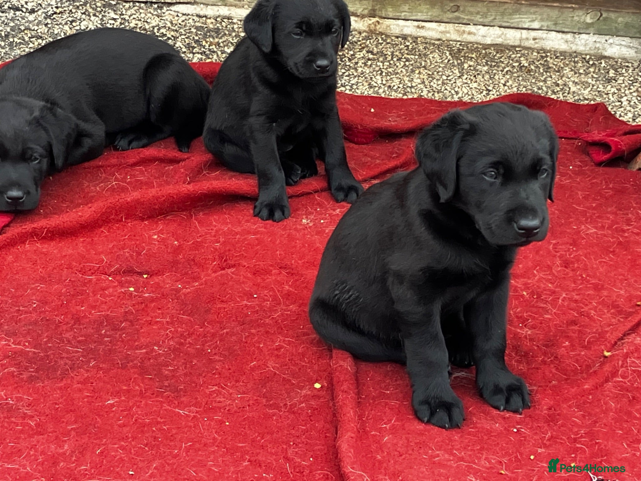 Labrador Retriever dogs Quality bred, cared for puppies. Boys available - Advert 2