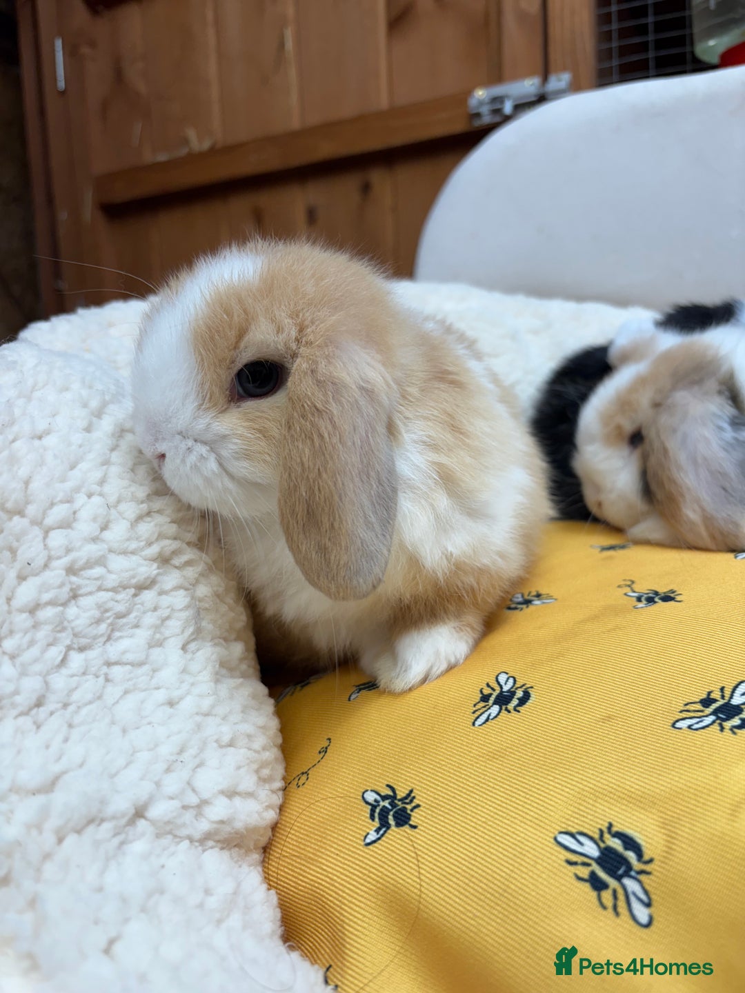 Dwarf Lop rabbits for sale: Stunning friendly dwarf lops  - Image 3