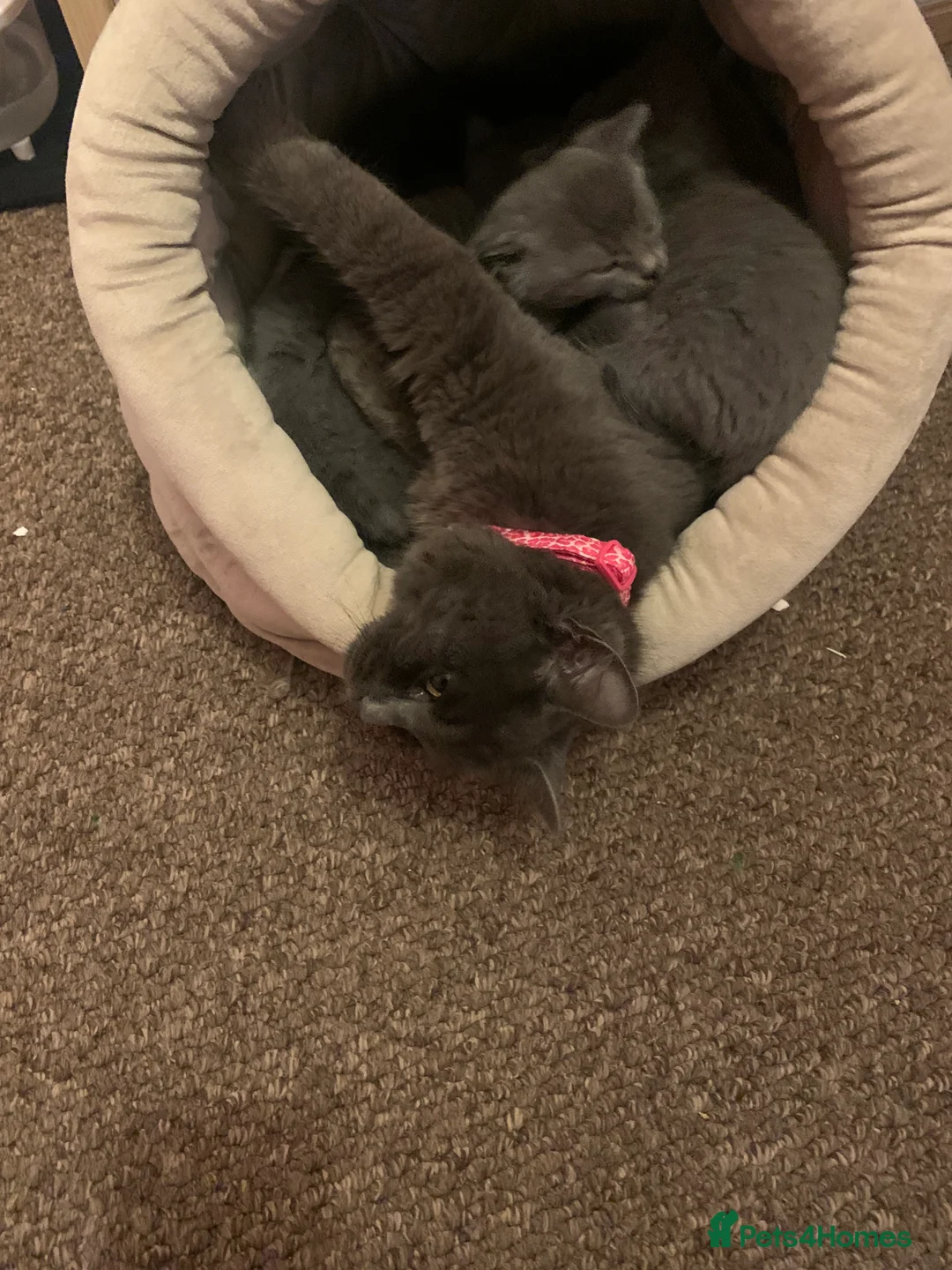 Mixed Breed cats for sale: Beautiful blue boy for sale  - Advert 5