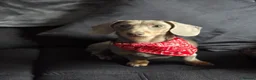 Miniature Dachshund dogs for sale: 1yr old isabella miniature Dachshund Female  in Preston - Advert 3