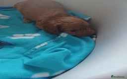 Cockapoo dogs for sale: F1 cockapoo puppies - Image 14
