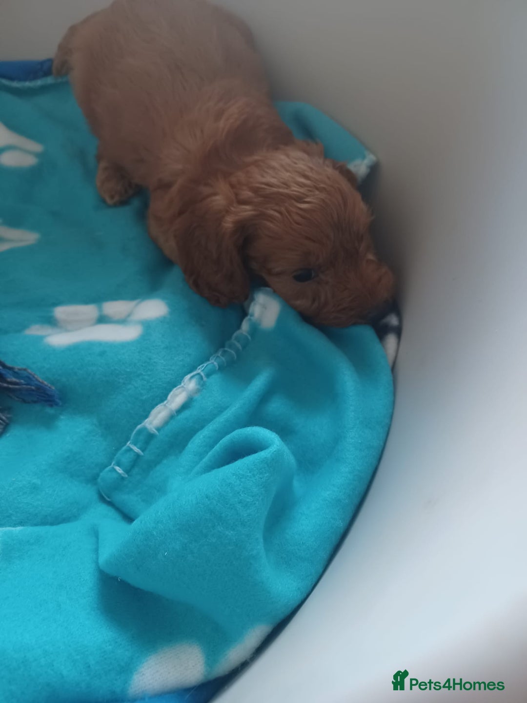 Cockapoo dogs for sale: F1 cockapoo puppies - Image 14