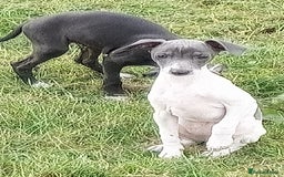 Italian Greyhound dogs for sale: Italian greyhound  - Image 3