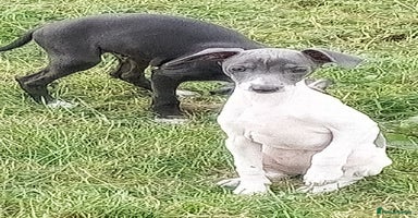 Italian Greyhound dogs - Advert 10
