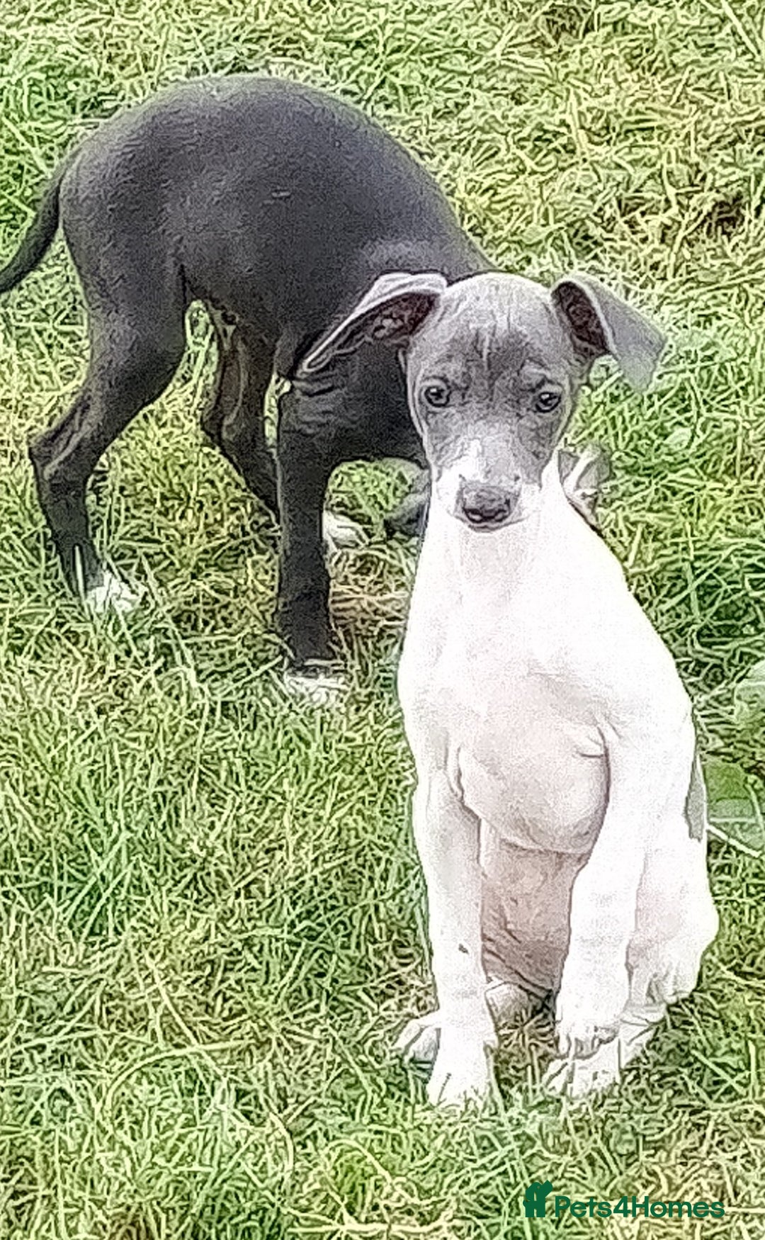 Italian Greyhound dogs for sale: Italian greyhound  - Image 3