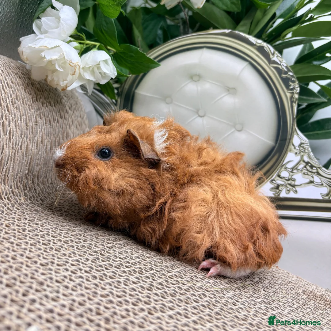 Guinea Pig rodents for sale: Multiple baby Girl guinea pigs for sale  - Advert 9
