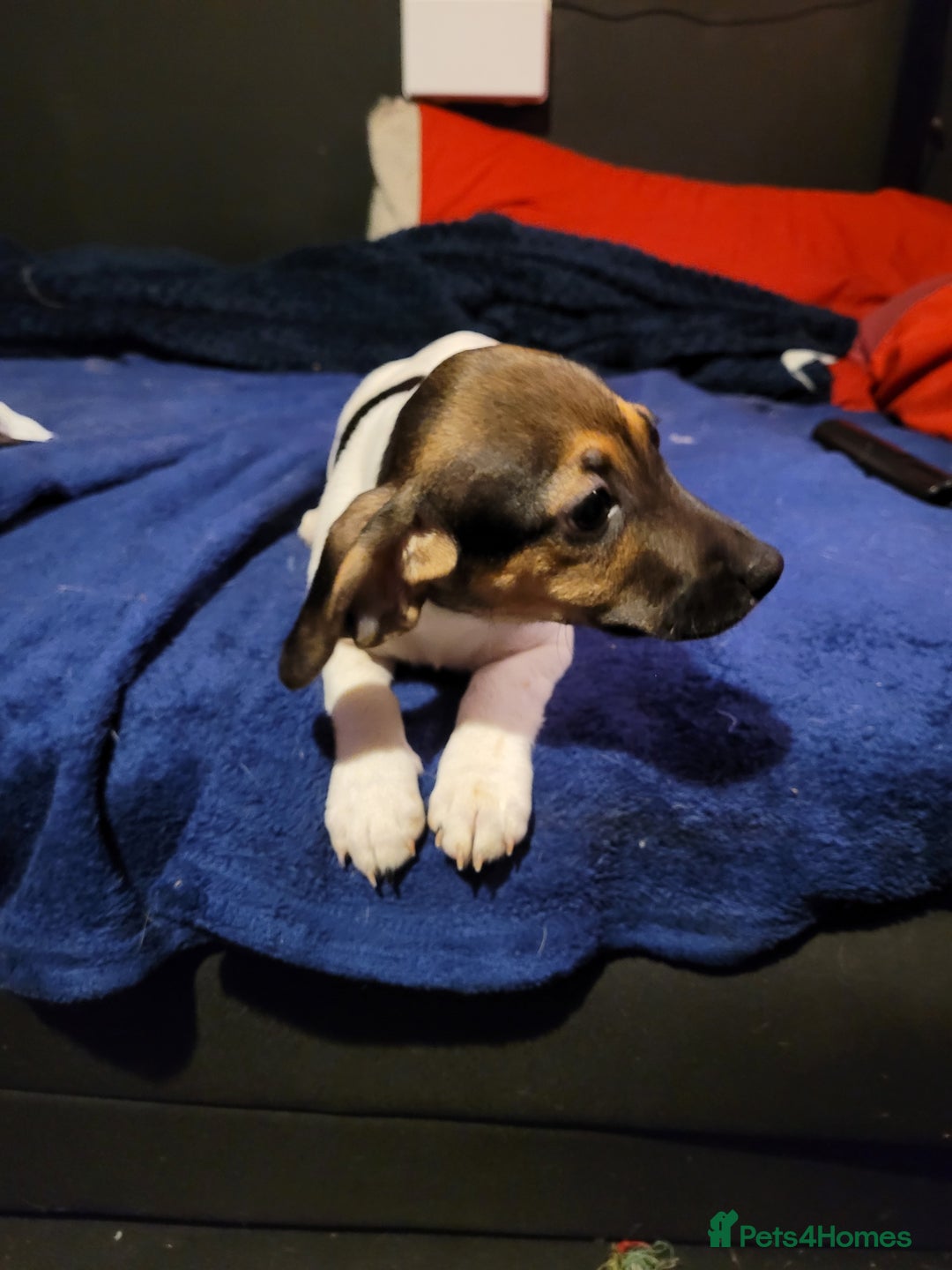 Jack Chi dogs for sale: Beautiful Jack Chi Puppies - Advert 5