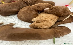 Aussiedoodle dogs for sale: Australian labradoodle puppies  - Image 14